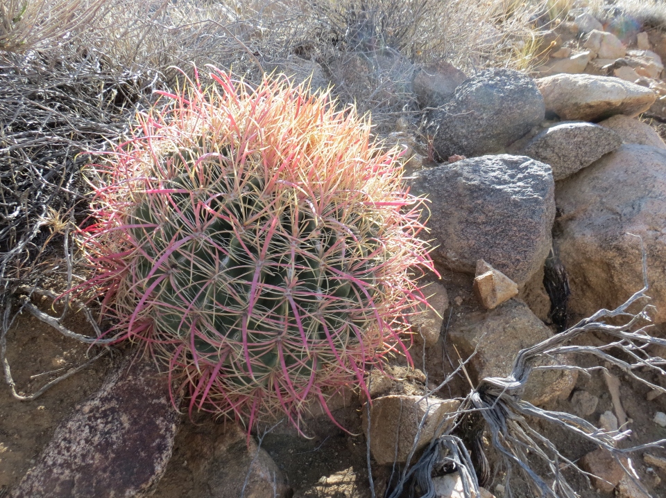 California Barrel Cactus