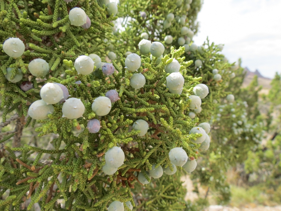 California Juniper