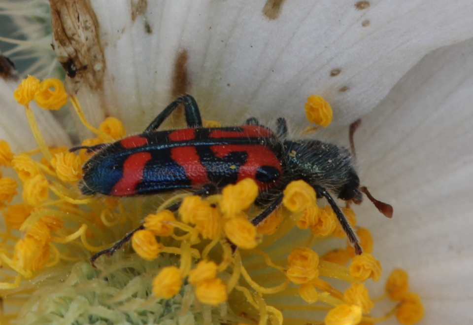 Ornate Checkered Beetle