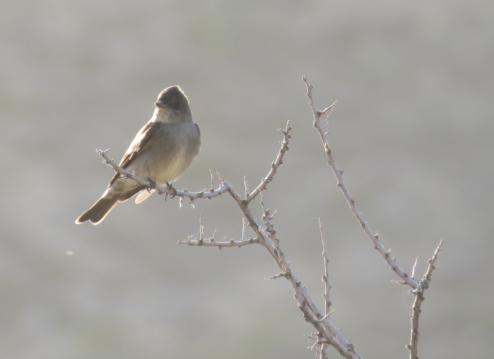 Western Wood-Pewee