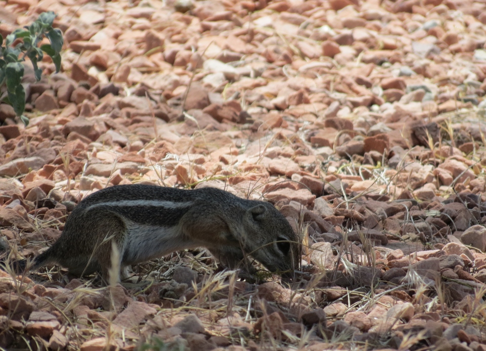 White-tailed Antelope Squirrel