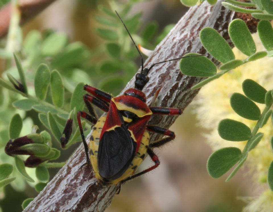 Yellow-bellied Bee Assassin