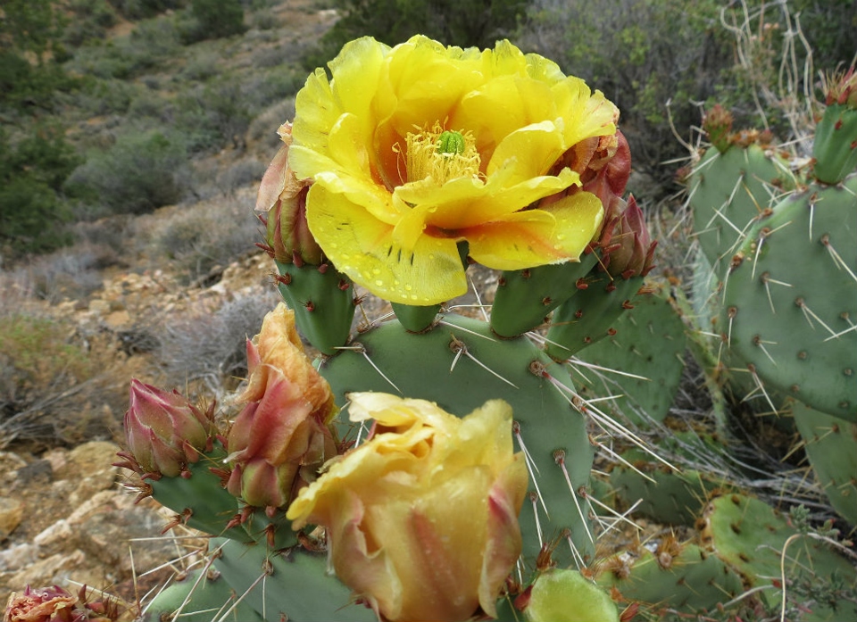 Prickly Pear
