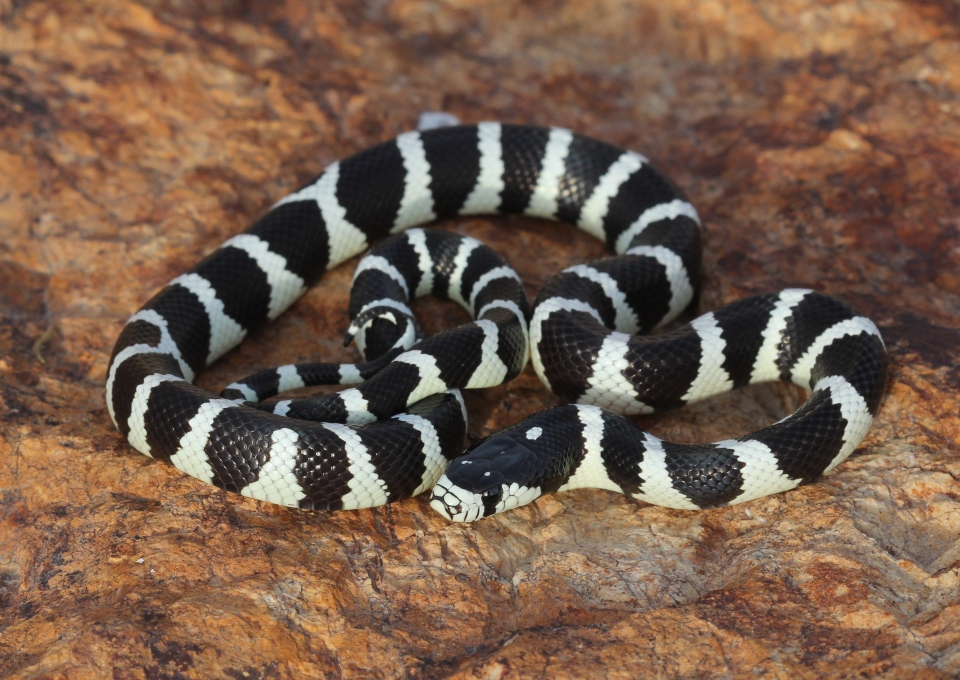 California Kingsnake