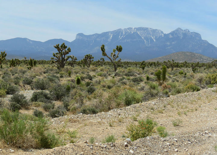 MOUNT CHARLESTON