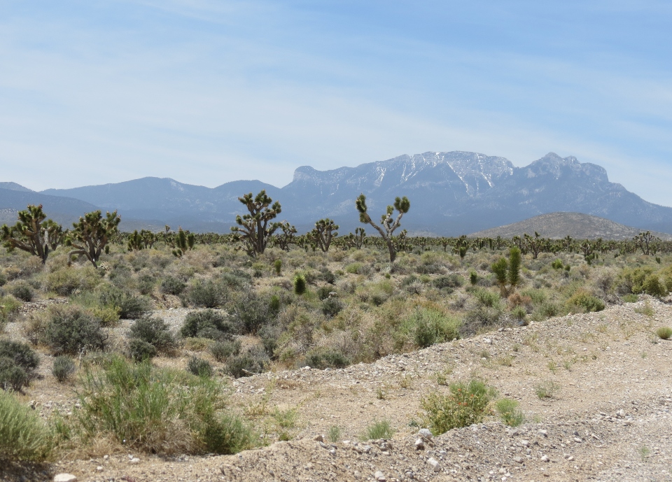 Mount Charleston