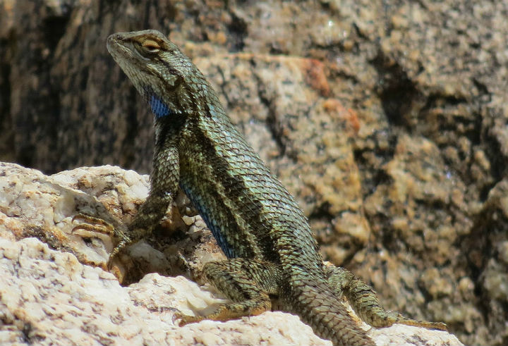 Plateau Fence Lizard