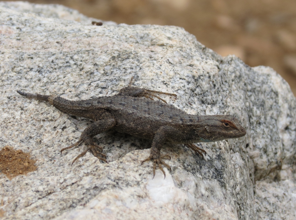 Plateau Fence Lizard
