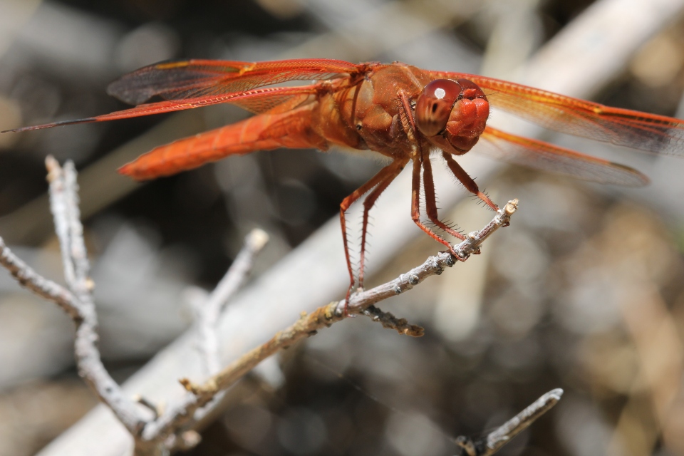 Flame Skimmer