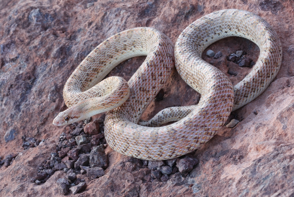 Desert Glossy Snake