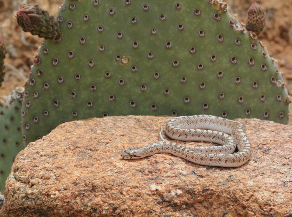 Desert Glossy Snake