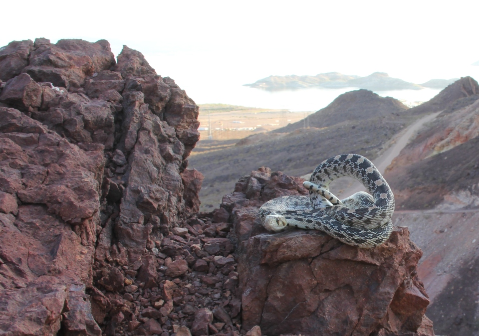 Gopher Snake