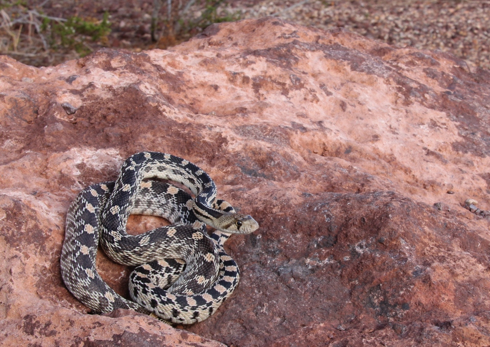 Gopher Snake