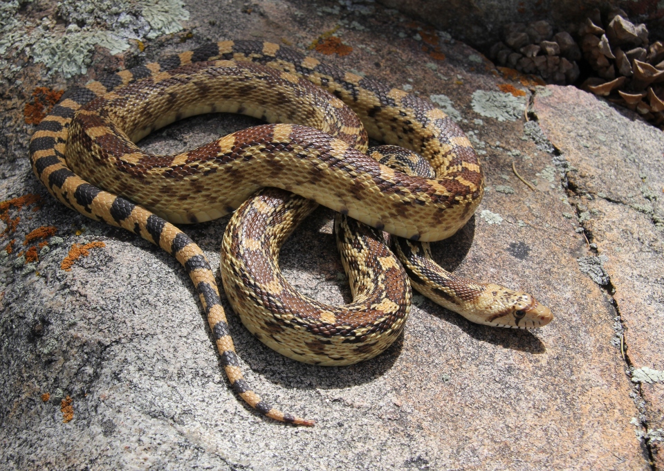 Gopher Snake