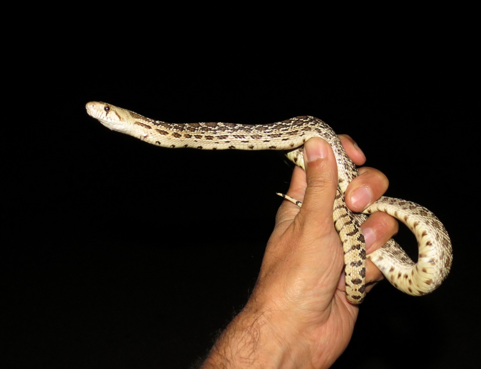 Gopher Snake