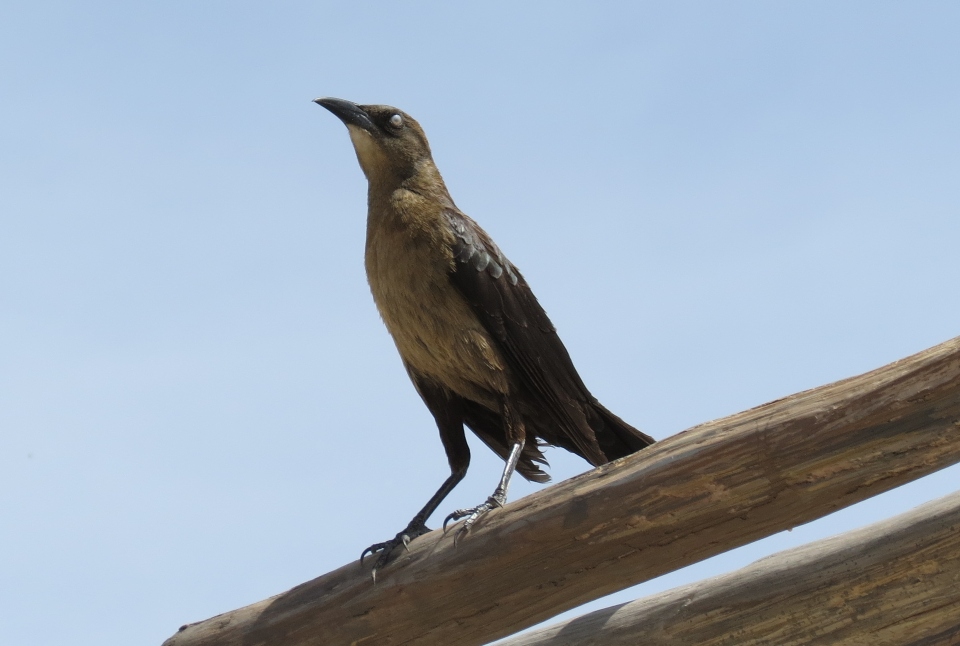 Great-tailed Grackle