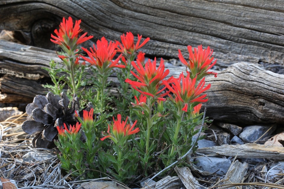 Indian Paintbrush