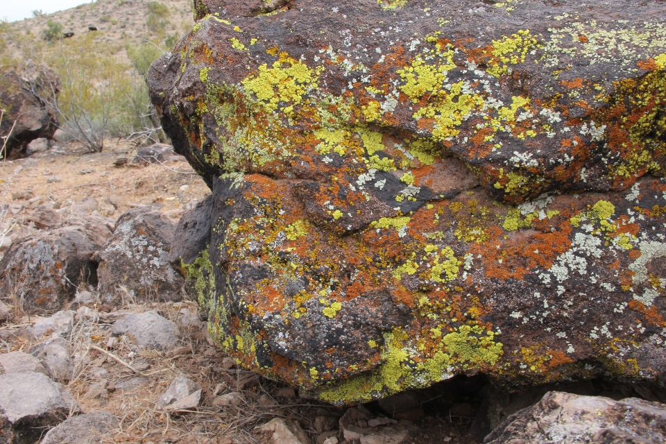 Lichens