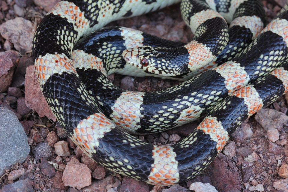 Longnose Snake