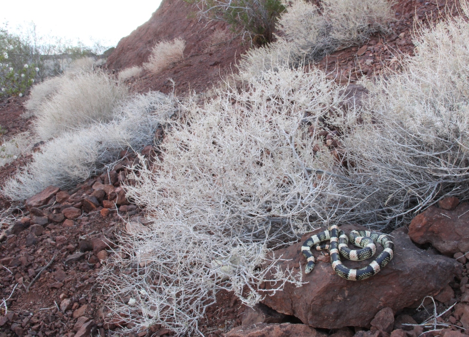 Longnose Snake