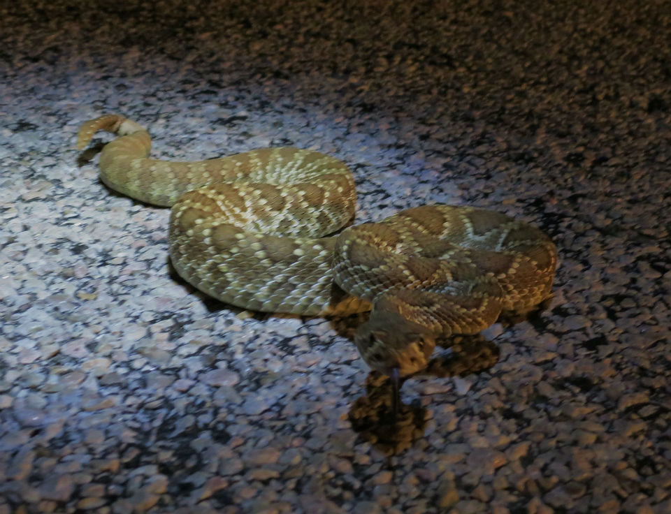 Mojave Rattlesnake