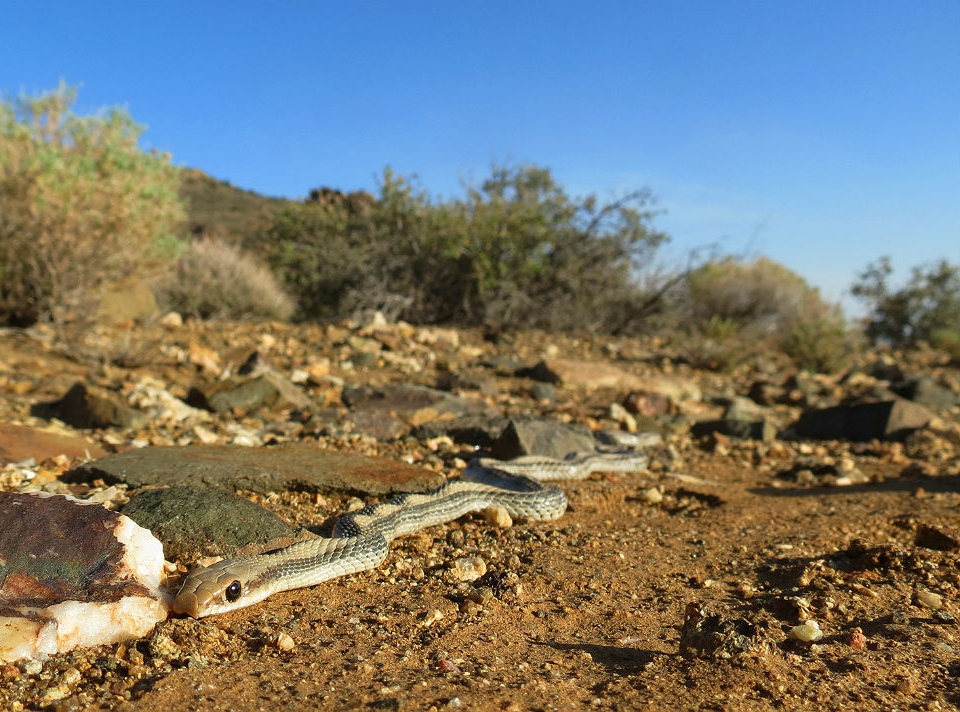 Patchnose Snake