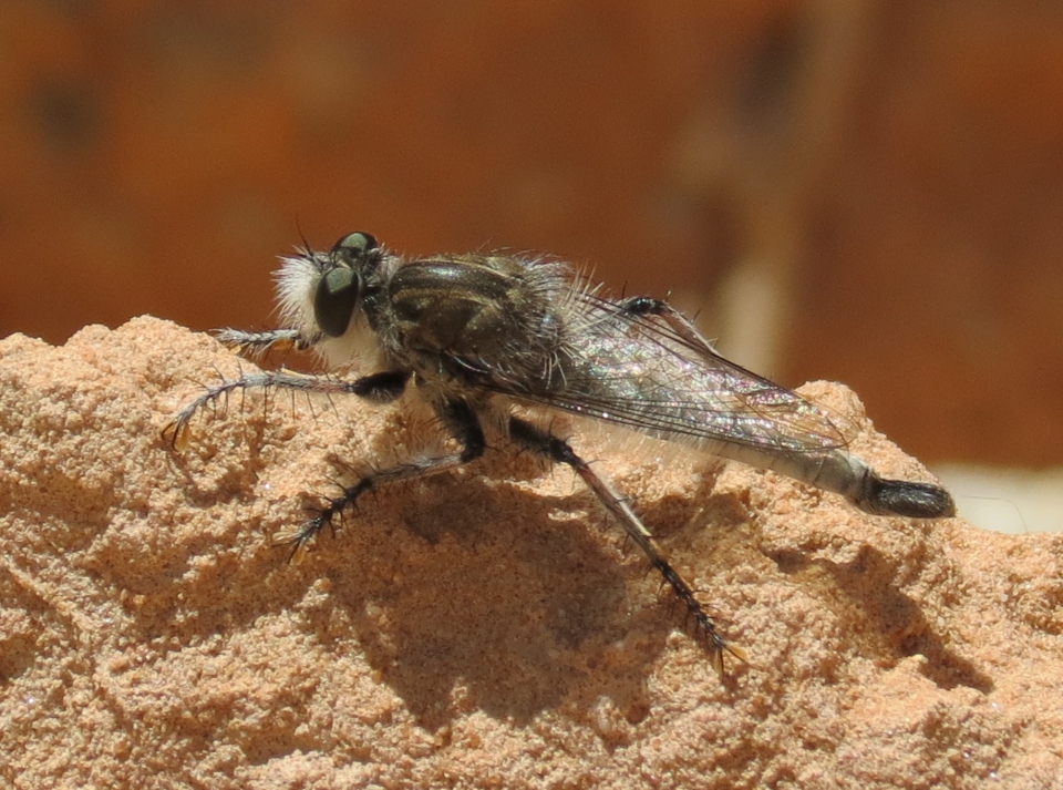 Robberfly