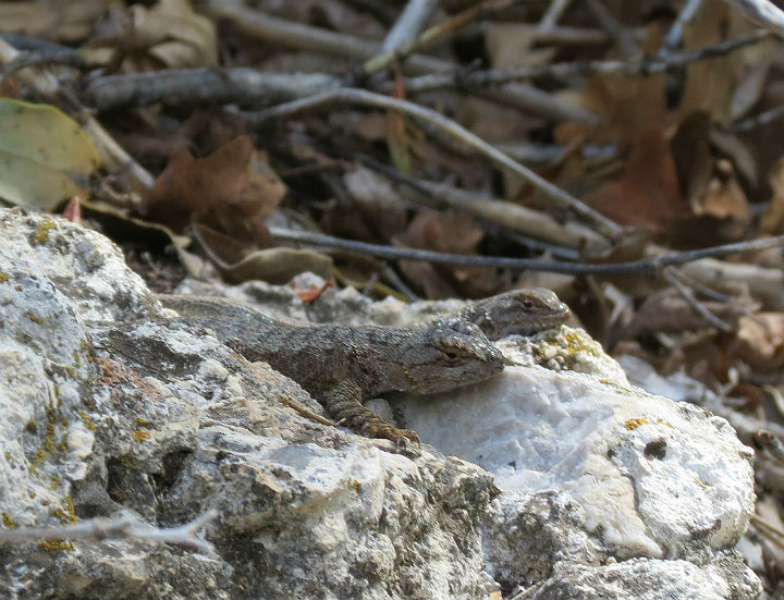 Sagebrush Lizards