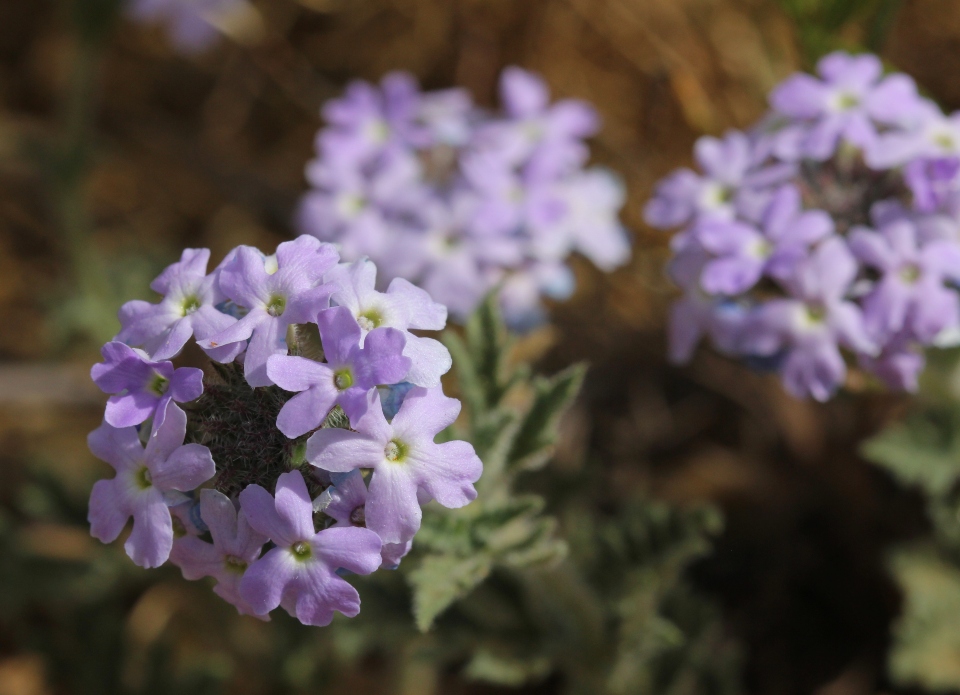 Sand Verbena