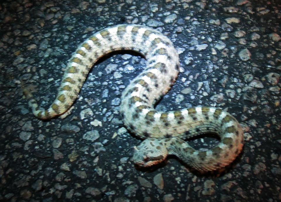 Sidewinder