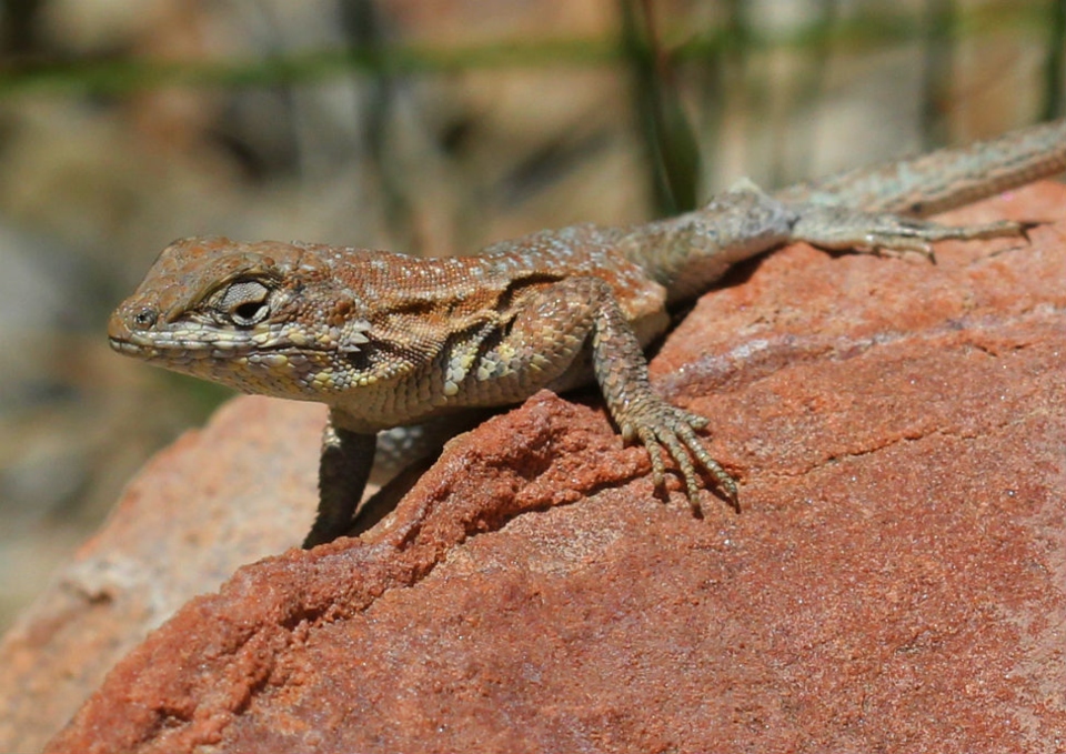 Side-blotched Lizard