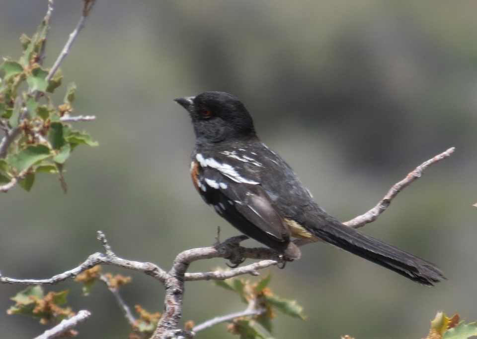 Spotted Towhee
