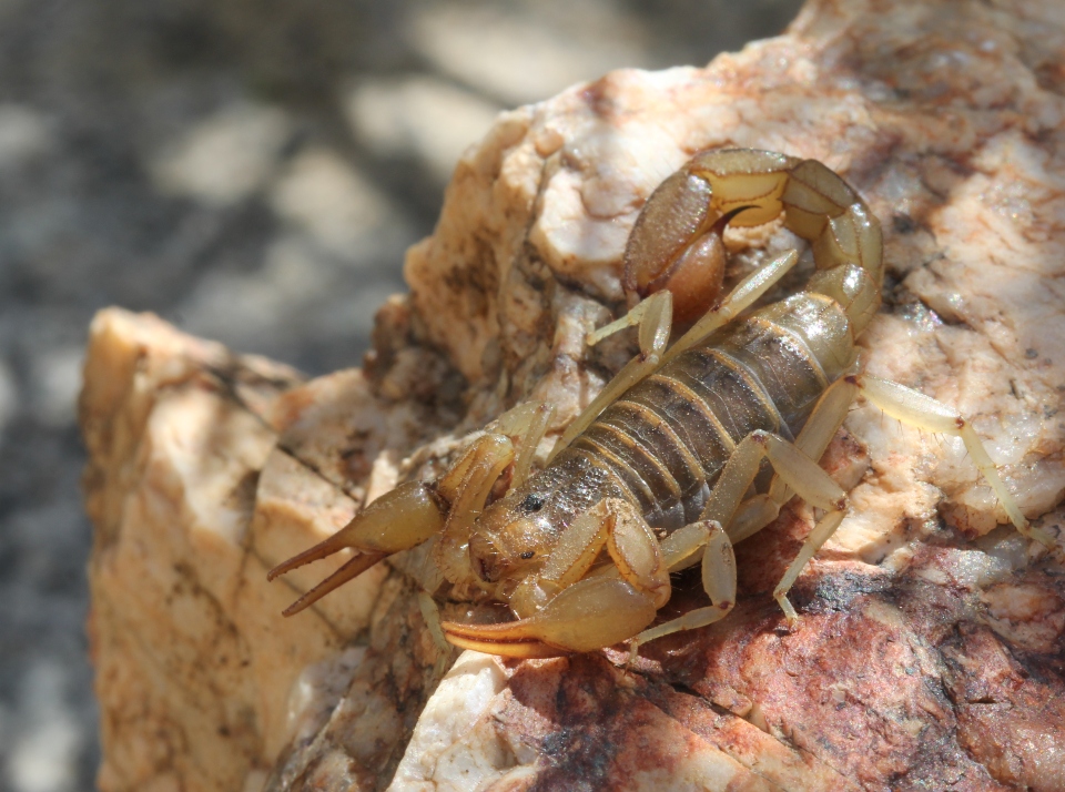 Arizona Stripe-tailed Scorpion