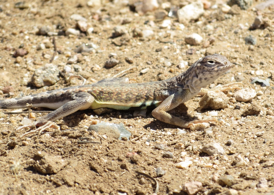 Zebra-tail Lizard