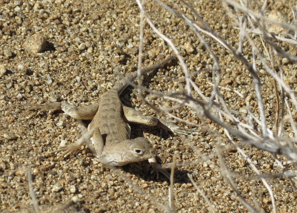 Zebra-tail Lizard