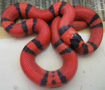 Honduran Milk Snake