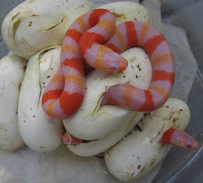 Honduran Milksnake