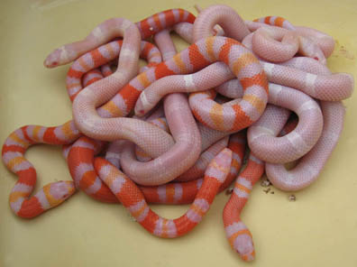 Honduran Milksnake