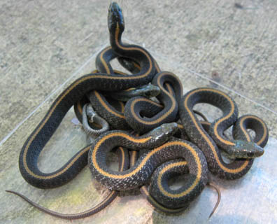 Santa Cruz Garter