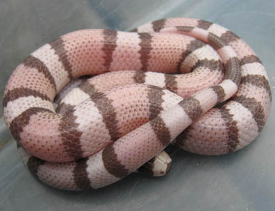 Ghost Honduran Milksnake