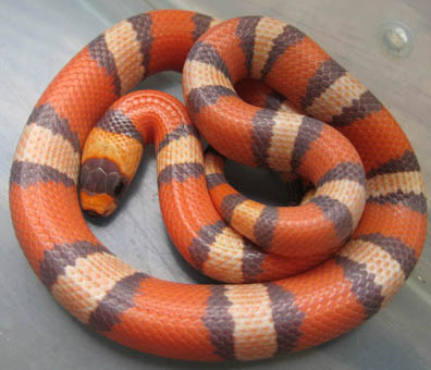 Honduran Milksnake