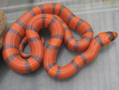Honduran Milksnake
