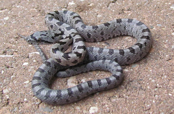 Baird's Rat Snake