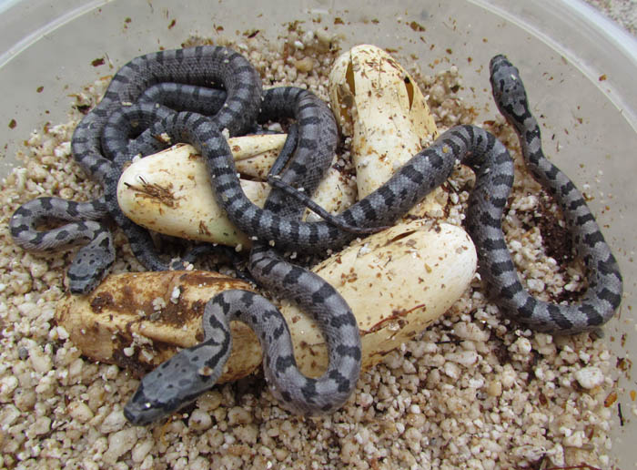 Baird's Rat Snake