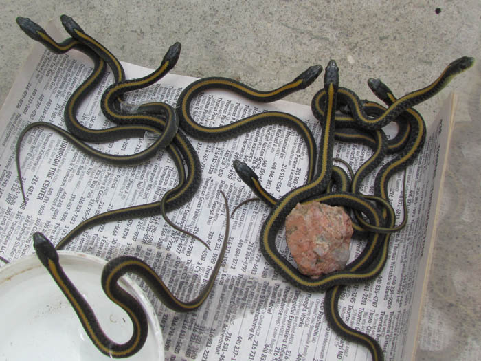 Santa Cruz Garter Snake