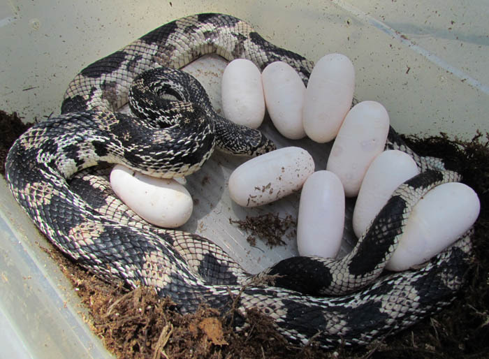 Northern Pine Snake