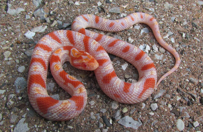 Reverse Okeetee Corn Snake