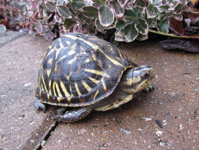 Florida Box Turtle Shell Florida Box Turtle